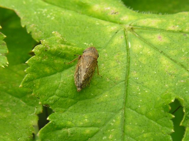 Cicadella forse sputacchina - [  cf. Aphrodes sp. ]